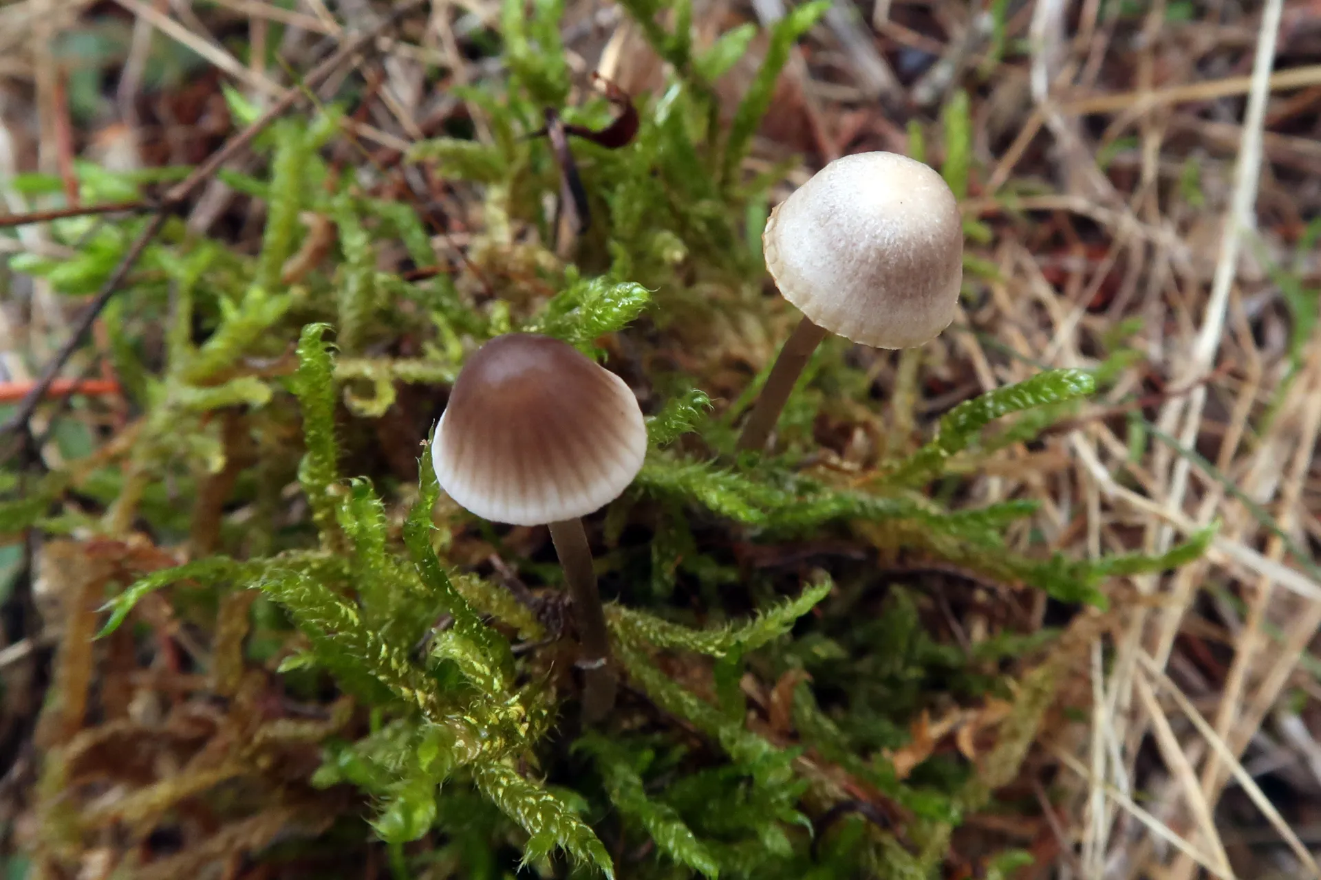 Mycena capillaripes - 1 - IMG_8202
